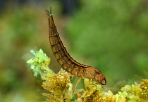 Great diving beetle (Dytiscus marginalis) larva, Montiaghs Moss NNR, County Antrim, Northern Ireland, UK.
