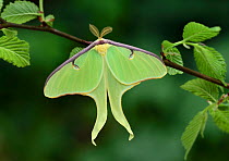 Luna moth (Actias luna) Michigan, USA, April.