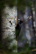 Black woodpecker (Dryocopus martius) excavating nest in tree trunk, Valga County, Estonia. April. Highly commended in the Portfolio category of the Terre Sauvage Nature Images Awards 2017.