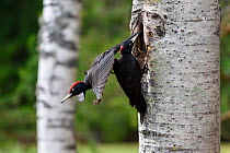 Black woodpecker (Dryocopus martius) pair, one entering the nest whilst the other leaves. Valga County, Estonia. April. Highly commended in the Portfolio category of the Terre Sauvage Nature Images Aw...