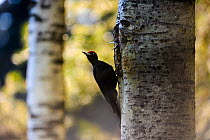 Black woodpecker (Dryocopus martius) at nest in tree, Valga County, Estonia. May. Highly commended in the Portfolio category of the Terre Sauvage Nature Images Awards 2017.