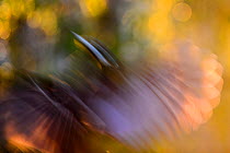 Black woodpecker (Dryocopus martius) landing, blurred motion Valga County, Estonia. April Highly commended in the Portfolio category of the Terre Sauvage Nature Images Awards 2017.