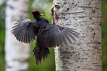 Black woodpecker (Dryocopus martius) landing outside nest, Valga County, Estonia. April. Highly commended in the Portfolio category of the Terre Sauvage Nature Images Awards 2017.