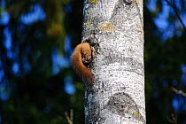 Pine marten (Martes martes) investigating Black woodpecker (Dryocopus martius) nest hole in tree trunk, Valga County, Estonia. May. Highly commended in the Portfolio category of the Terre Sauvage Natu...