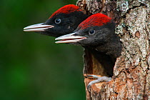 Black woodpecker (Dryocopus martius) chicks peering out of nest hole in tree trunk, Valga County, Estonia. June. Highly commended in the Portfolio category of the Terre Sauvage Nature Images Awards 20...