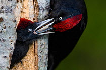 Black woodpecker (Dryocopus martius) feeding chick, Valga County, Estonia. June. Highly commended in the Portfolio category of the Terre Sauvage Nature Images Awards 2017.