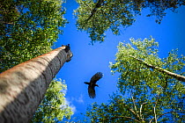 Black woodpecker (Dryocopus martius) in flight between trees, viewed from below, Valga County, Estonia. June. Highly commended in the Portfolio category of the Terre Sauvage Nature Images Awards 2017.