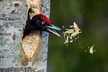 Black woodpecker (Dryocopus martius) excavating nest hole in tree trunk, Valga County, Estonia. April. Highly commended in the Portfolio category of the Terre Sauvage Nature Images Awards 2017.