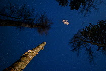 Ural owl (Strix uralensis) in flight, Tartu County, Estonia. March. Second Place in the Portfolio category of the Terre Sauvage Nature Images Awards 2017.