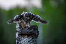 Ural owl (Strix uralensis) chick standing on edge of nest in tree stump stretching wings, Tartu County, Estonia. April. Second Place in the Portfolio category of the Terre Sauvage Nature Images Awards...