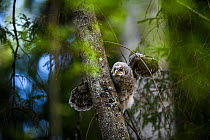 Ural owl (Strix uralensis) chick stretching wings on branch, Tartu County, Estonia. Second Place in the Portfolio category of the Terre Sauvage Nature Images Awards 2017.