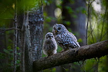 Ural owl (Strix uralensis) adult and chick on branch, Tartu County, Estonia. May. Second Place in the Portfolio category of the Terre Sauvage Nature Images Awards 2017.