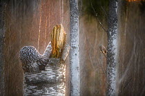 Ural owl (Strix uralensis) pair, one on nest and another perched in tree in background. Tartu County, Estonia. May. Second Place in the Portfolio category of the Terre Sauvage Nature Images Awards 201...