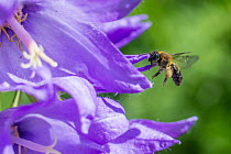 Mining bee (Andrena sp) flying to Giant harebell (Campanula latifolia), Pentwyn farm SSSI, Gwent Wildlife Trust Reserve, Monmouthshire Wales UK, July.