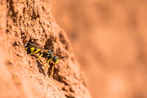 Ornate tailed digger wasp (Cerceris rybyensis), at nest hole, Monmouthshire, Wales, UK, August.
