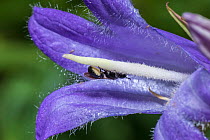 Harebell carpenter bee (Chelostoma campanularum) at 4-5mm long one of Britain's smallest bees, visiting Giant harebell (Campanula latifolia) to collect pollen, Pentwyn farm SSSI, Gwent Wildlife Trust,...