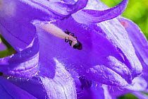Harebell carpenter bee (Chelostoma campanularum) at 4-5mm long one of Britain's smallest bees, visiting Giant harebell (Campanula latifolia) female collecting pollen on scopa, Pentwyn farm SSSI, Gwent...