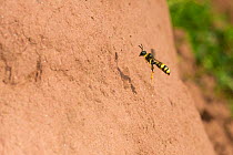 Ornate digger wasp (Cerceris rybyensis) flying to nest burrow, Monmouthshire, Wales, UK, August.