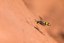 Ornate digger wasp (Cerceris rybyensis) flying to burrow,  Monmouthshire, Wales, UK, August.