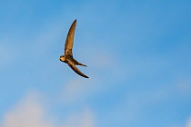 Swift (Apus apus) in flight with bulging mouthful of insects for young, Monmouthshire, Wales, UK, June.