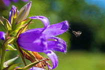 Harebell carpenter bee (Chelostoma campanularum) at 4-5mm long one of Britain's smallest bees, visiting Giant harebell (Campanula latifolia) Pentwyn farm SSSI, Gwent Wildlife Trust, Reserve, Monmouths...