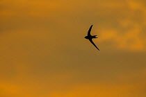 Swift (Apus apus) in flight at dusk, Monmouthshire, Wales, UK, July.