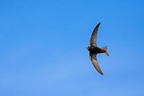 Swift (Apus apus) in flight, Monmouthshire, Wales, UK, June.