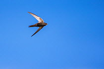 Swift (Apus apus) in flight, Monmouthshire, Wales, UK, June.