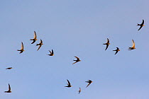 Swift (Apus apus) flock in flight, Monmouthshire, Wales, UK, June.