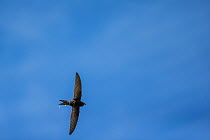 Swift (Apus apus) defecating in flight, Monmouthshire, Wales, UK,  June.
