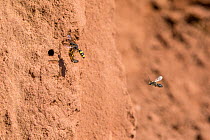 Ornate tailed digger wasp (Cerceris rybyensis) flying to nest carrying paralysed  White zoned furrow bee (Lasioglossum leucozonium). Followed by male White zoned furrow bee. Monmouthshire, Wales, UK....