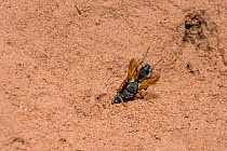 Common spiny digger wasp (Oxybelus uniglumis), carrying fly prey back to nest burrow impaled on stinger, Monmouthshire, Wales, UK,