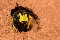 Ornate digger wasp  (Cerceris rybyensis), emerging from burrow, Monmouthshire, Wales, UK, August.