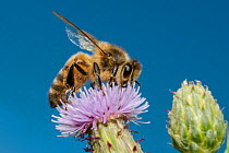 European honey bee (Apis mellifera), feeding on Spear thistle (Cirsium vulgare), Pentwyn farm SSSI, Gwent Wildlife Trust, Reserve, Monmouthshire, Wales, UK, July.