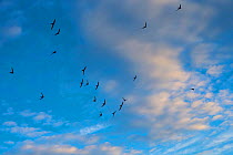 Swift (Apus apus) flock screaming  in flight against blue sky and clouds, Monmouthshire, Wales, UK, July.