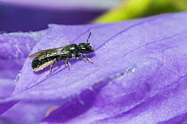 Harebell carpenter bee (Chelostoma campanularum) at 4-5mm long one of Britain's smallest bees, resting on Giant harebell (Campanula latifolia) petal, Pentwyn farm SSSI, Gwent Wildlife Trust, Reserve,...