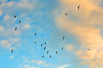 Swift (Apus apus) flock screaming  in flight against blue sky and clouds, Monmouthshire Wales, UK,  July.