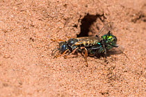 Common spiny digger wasp (Oxybelus uniglumis), carrying fly prey to nest burrow, impaled on stinger, Monmouthshire, Wales, UK, August.