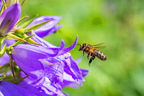 European honey bee (Apis mellifera) flying to Giant harebell (Campanula latifolia) flower,  Pentwyn farm SSSI, Gwent Wildlife Trust, Reserve, Monmouthshire, Wales, UK, July.