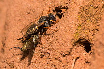 Common spiny digger wasp (Oxybelus uniglumis), carrying prey to nest, impaled on stinger, Monmouthshire, Wales, UK, August.
