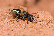 Common spiny digger wasp (Oxybelus uniglumis)  Monmouthshire, Wales, UK, August.