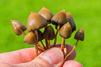 Liberty cap toadstools, also known as Magic mushrooms (Psilocybe semilanceata) held in hand, gathered from sheep pasture,  Monmouthshire, Wales, UK, September.