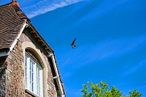 Swift (Apus apus) in flight calling to chicks in nest under house eaves, Monmouthshire, Wales, UK, July.