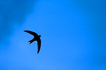 Swift (Apus apus) flying against blue sky, Monmouthshire, Wales, UK,  July.