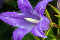 Giant harebell (Campanula latifolia) close up of showing sensory hairs, Pentwyn farm SSSI, Gwent Wildlife Trust, Reserve, Monmouthshire, Wales,