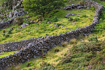 Dry stone walls some dating back to the 1600's,  Pared-y-cefn-hir, Snowdonia National Park, Wales, UK, August.