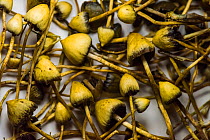 Liberty cap mushrooms, also known as Magic mushrooms, (Psilocybe semilanceata) from sheep pasture. Monmouthshire, Wales, UK, September.