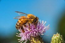 European honey bee (Apis mellifera), feeding on Spear thistle (Cirsium vulgare) Pentwyn farm SSSI, Gwent Wildlife Trust Reserve, Monmouthshire Wales UK, July.