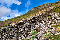Hand stacked stonewalls separate landholdings and livestock, many dating back to the 1600's, Pared-y-cefn-hir, Snowdonia National Park, Wales, UK, August.