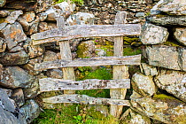 Wooden fence between dry stone wall, Pared-y-cefn-hir, Snowdonia National Park, Wales, UK, August.